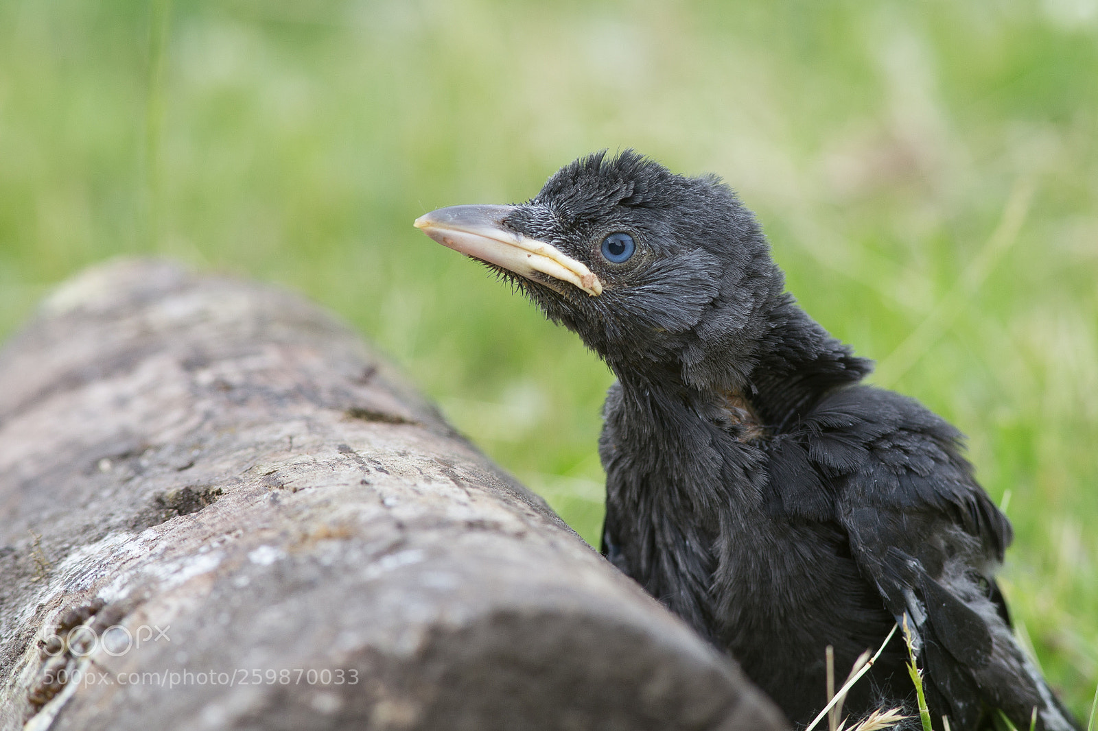 Canon EOS 6D sample photo. Jackdaw photography