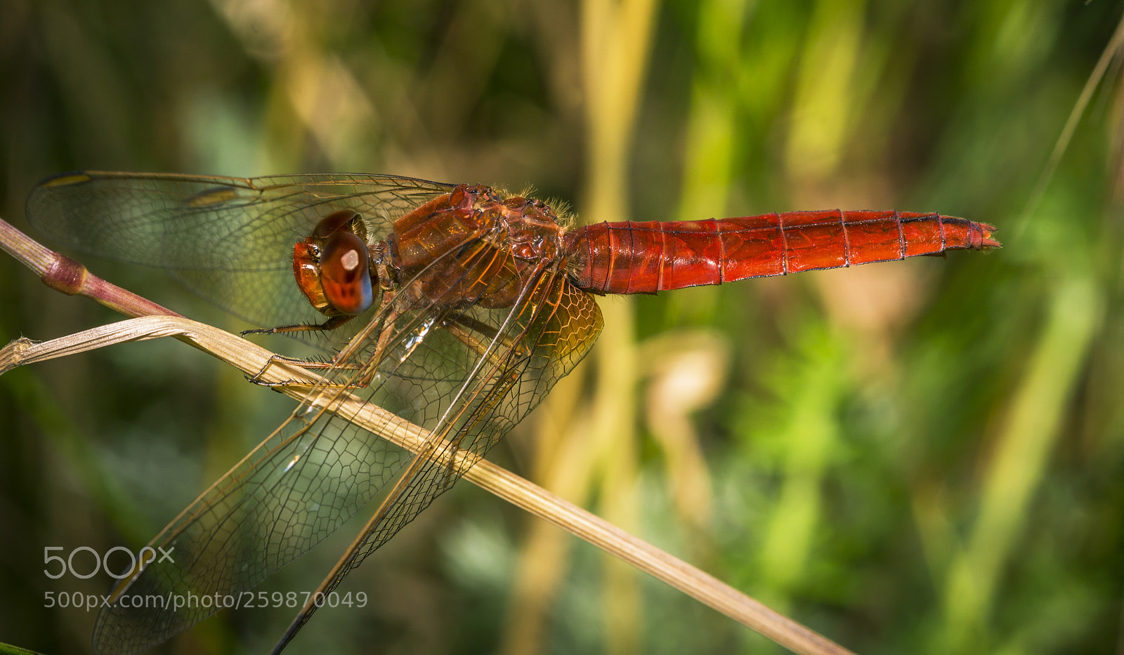 Sony a6000 sample photo. Red dragonfly photography