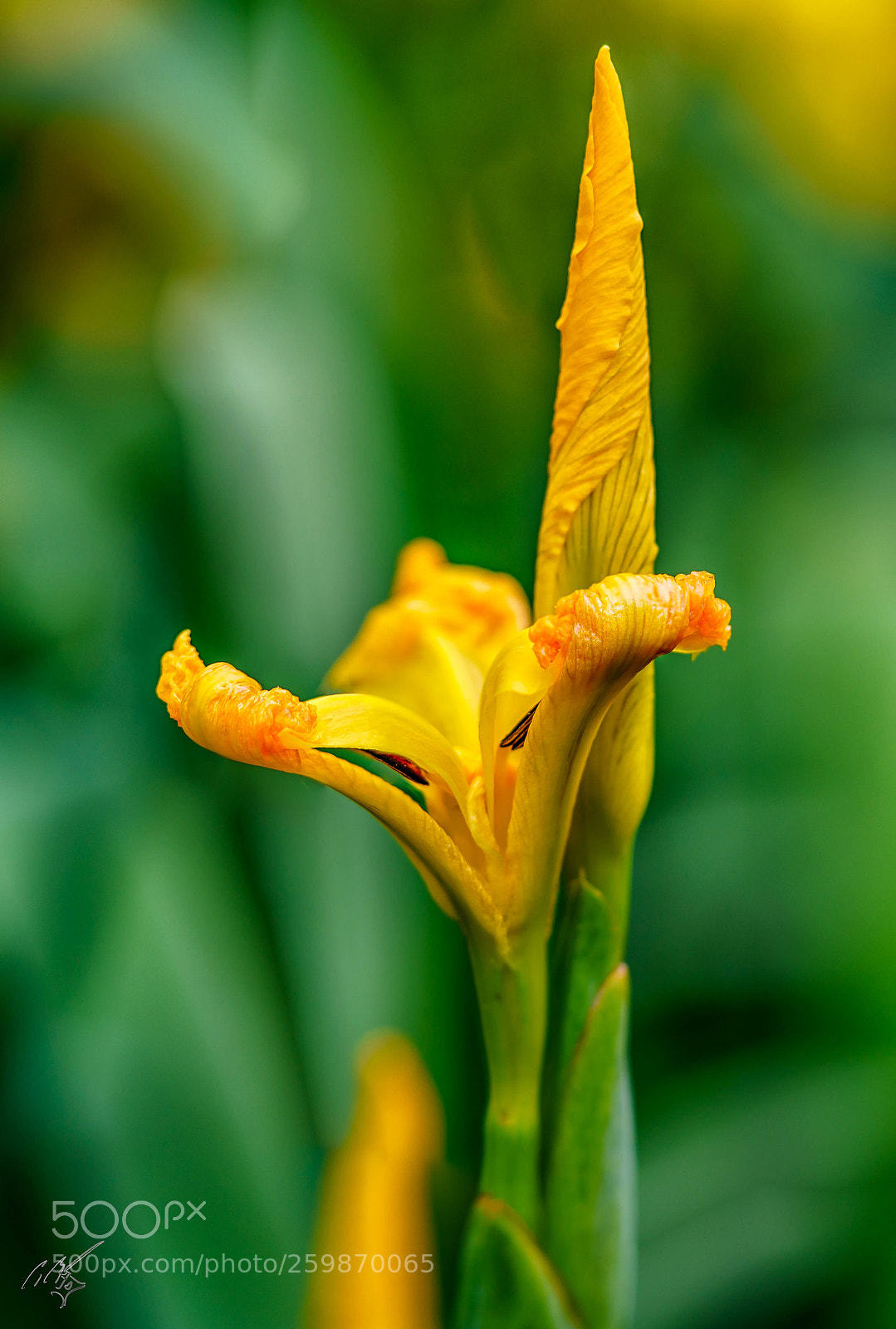 Sony a7R II sample photo. Yellow flower may photography