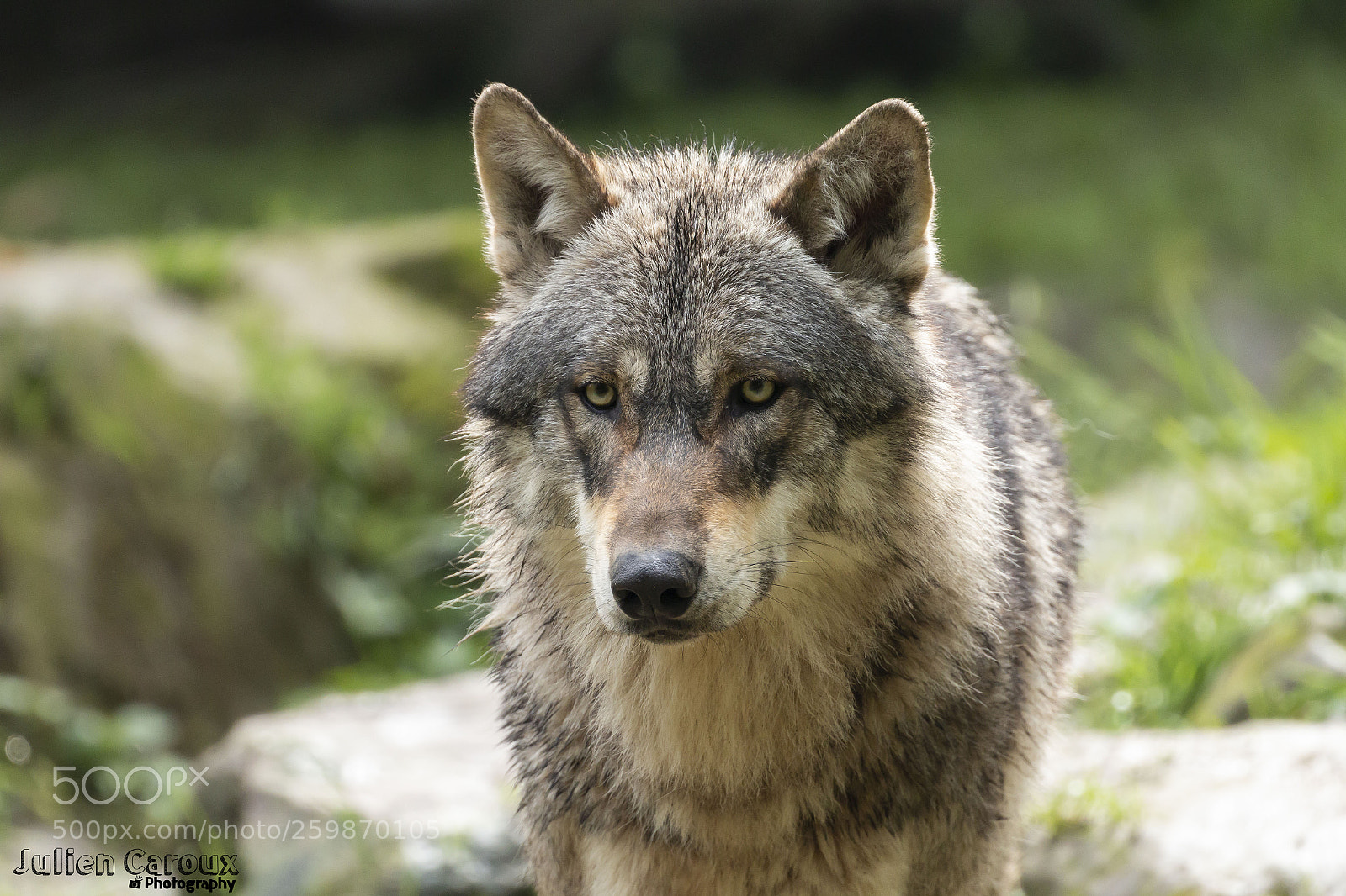 Canon EOS 70D sample photo. Gray wolf close-up photography
