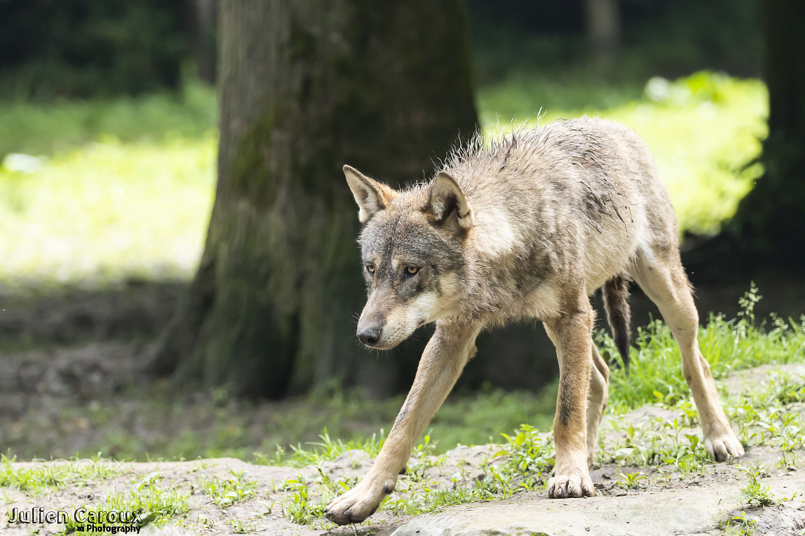 Canon EOS 70D sample photo. Young gray wolf photography