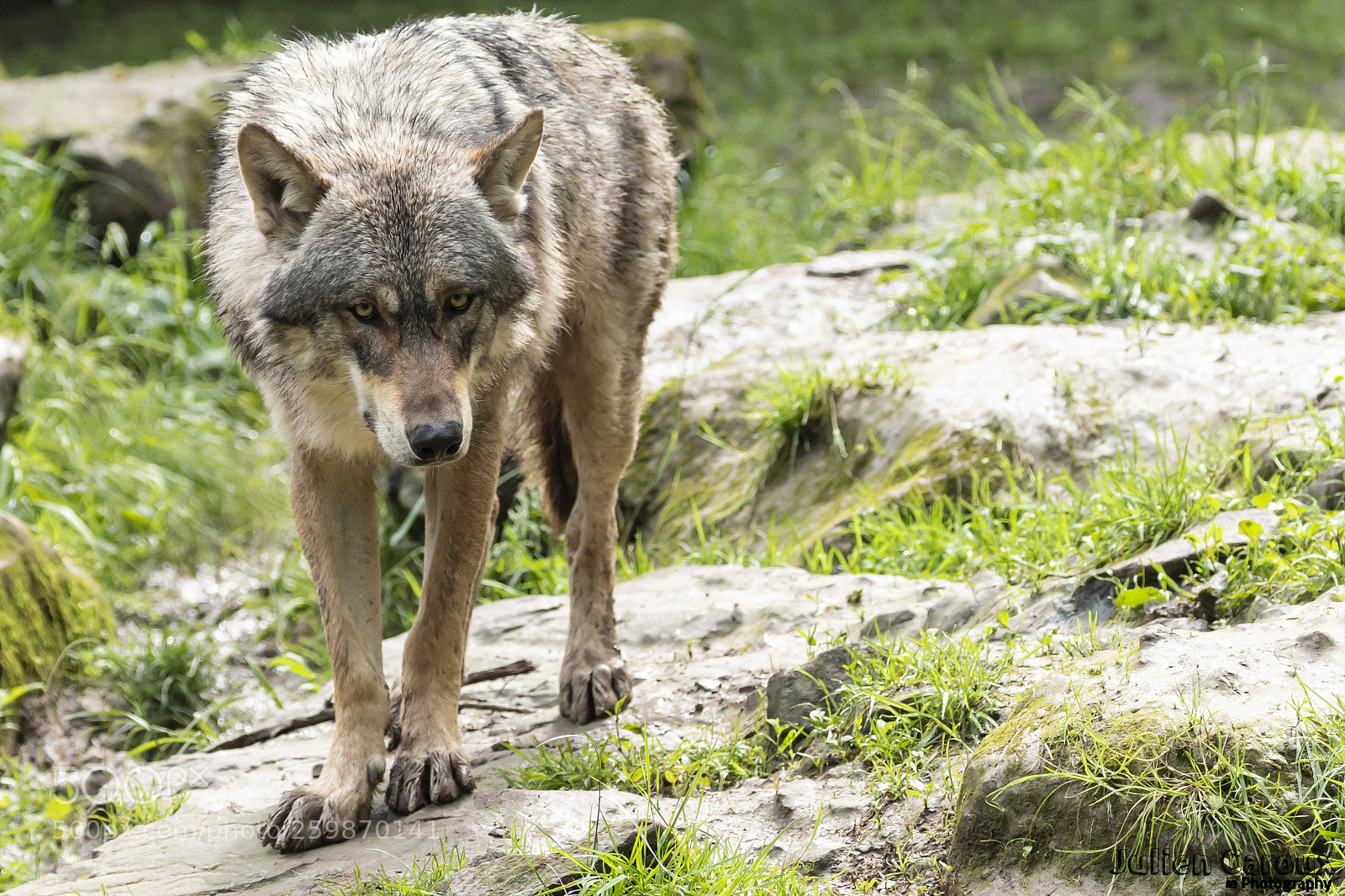 Canon EOS 70D sample photo. Beautiful grey wolf photography