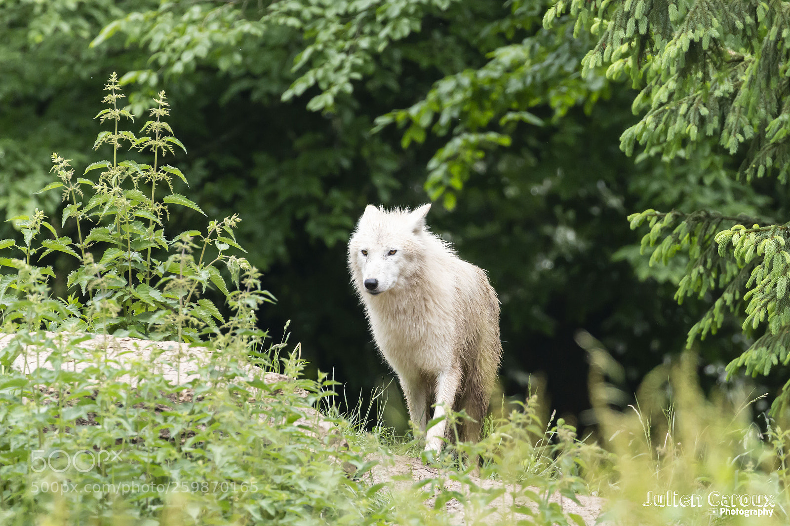 Canon EOS 70D sample photo. Artic wolf photography