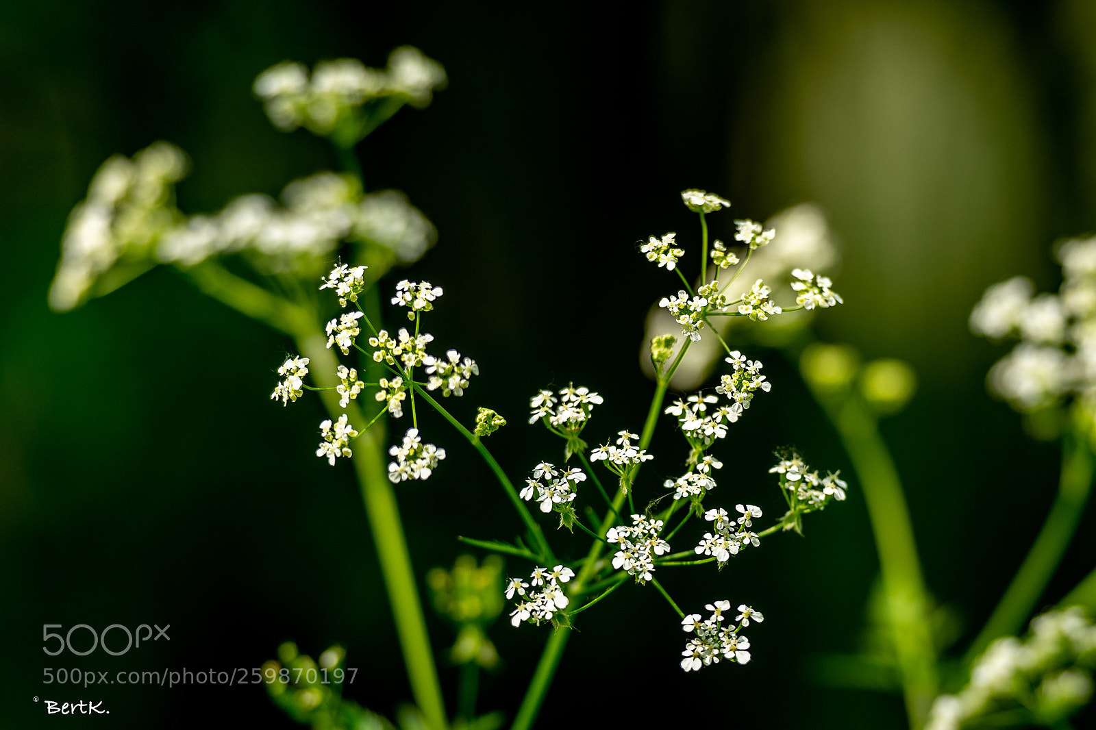 Nikon D500 sample photo. Elegant weed. photography