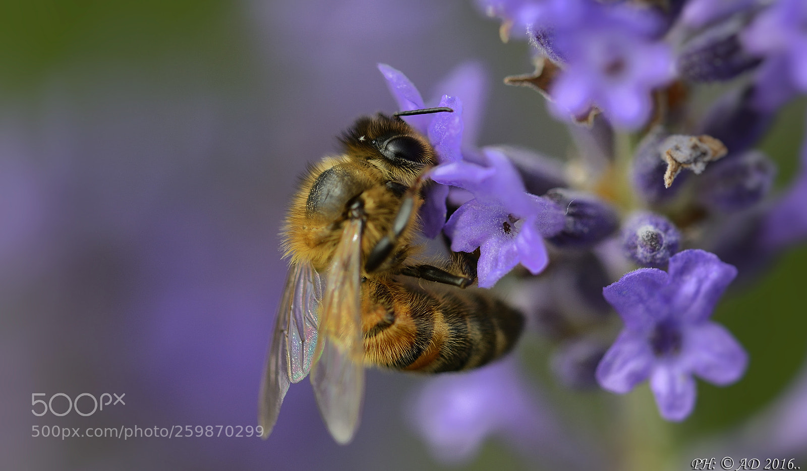 Nikon D800 sample photo. Abeille photography