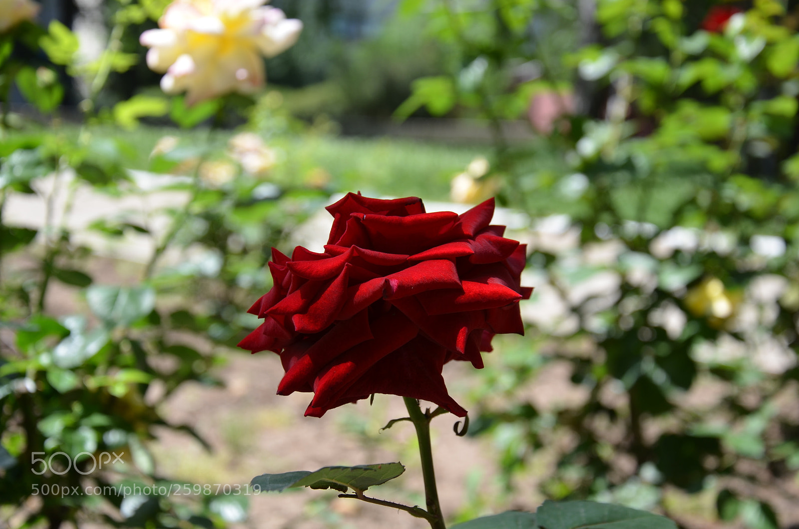 Nikon D5100 sample photo. Dsc photography