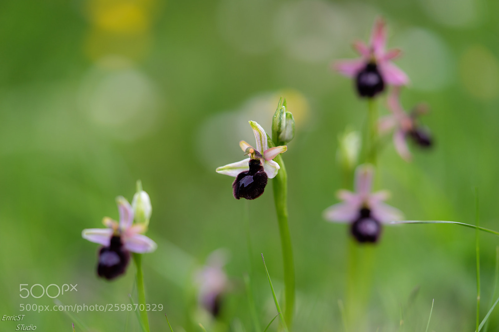 Sony a7 II sample photo. Ophrys catalaunica photography
