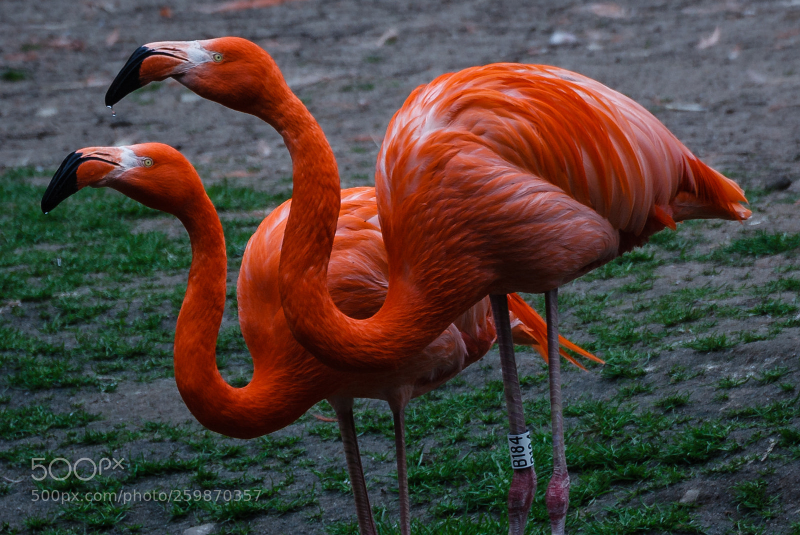 Canon EOS 450D (EOS Rebel XSi / EOS Kiss X2) sample photo. Flamingo tango photography