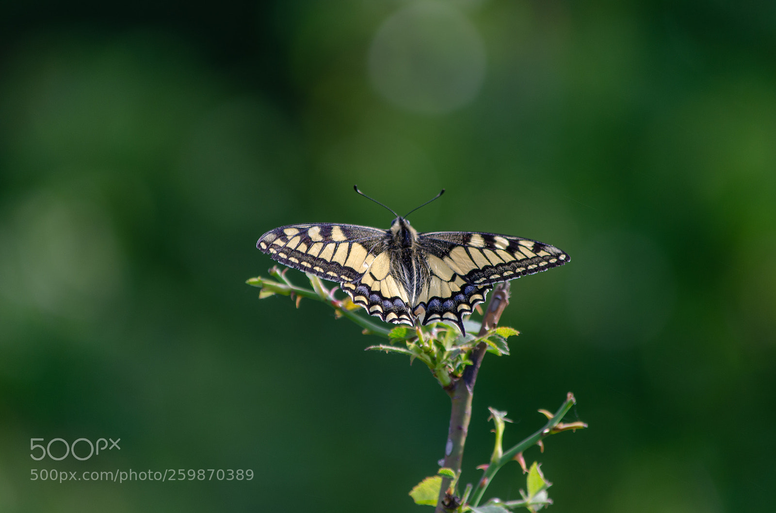 Nikon D5100 sample photo. Schmetterling photography