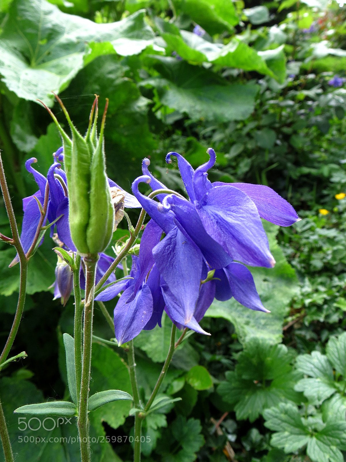 Canon PowerShot SX40 HS sample photo. Aquilegia vulgaris photography