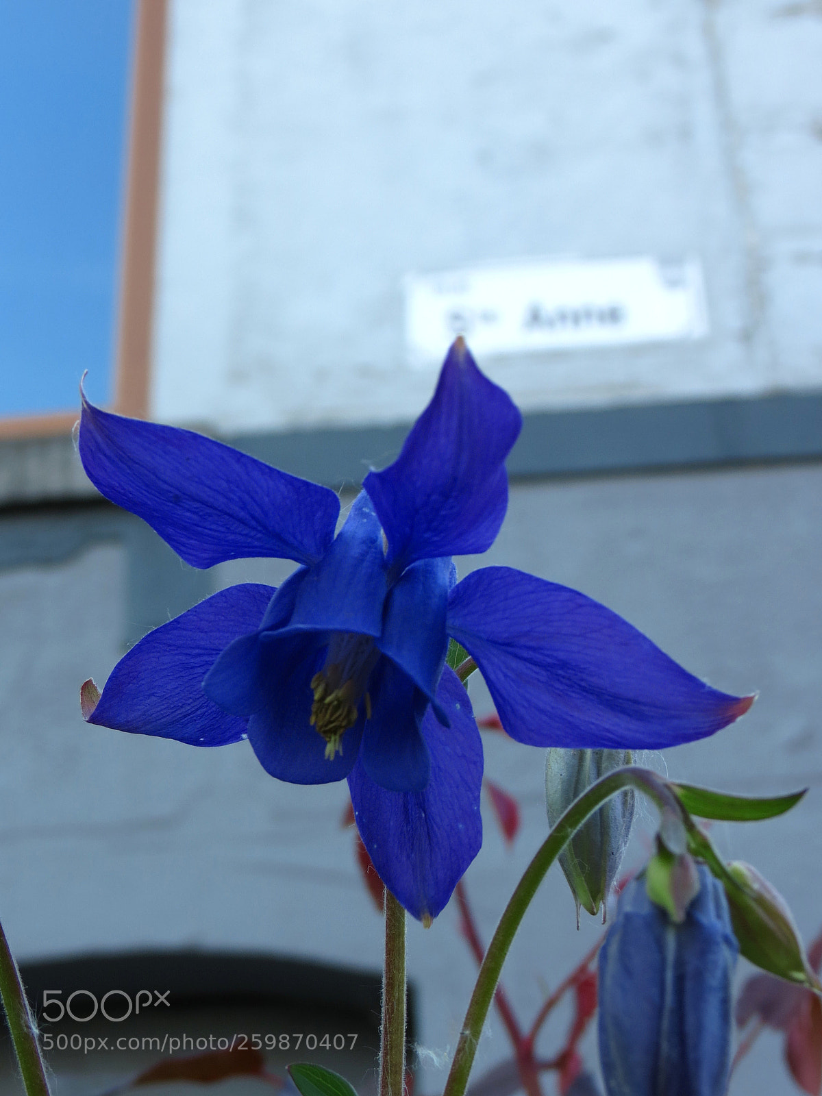 Canon PowerShot SX40 HS sample photo. Aquilegia vulgaris photography