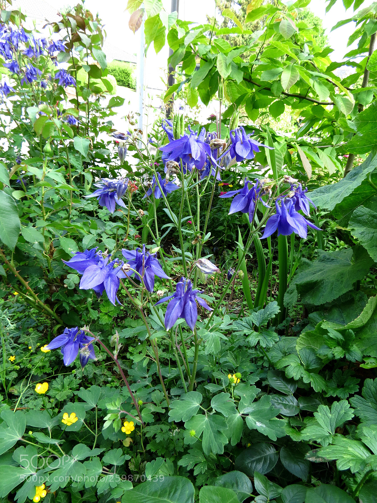 Canon PowerShot SX40 HS sample photo. Aquilegia vulgaris photography