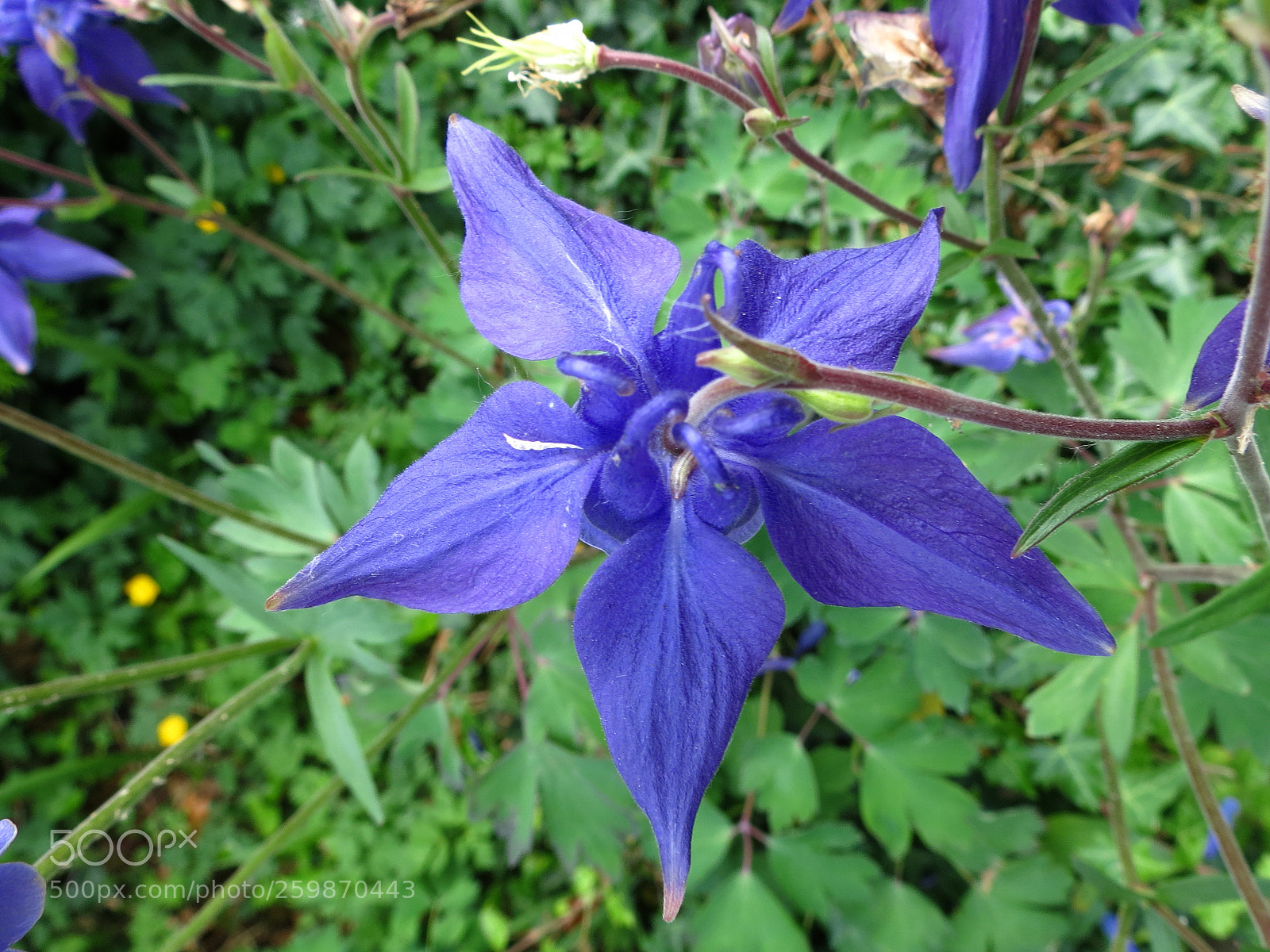 Canon PowerShot SX40 HS sample photo. Aquilegia vulgaris photography