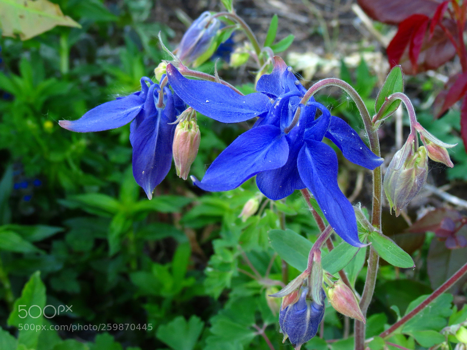 Canon PowerShot SX40 HS sample photo. Aquilegia vulgaris photography