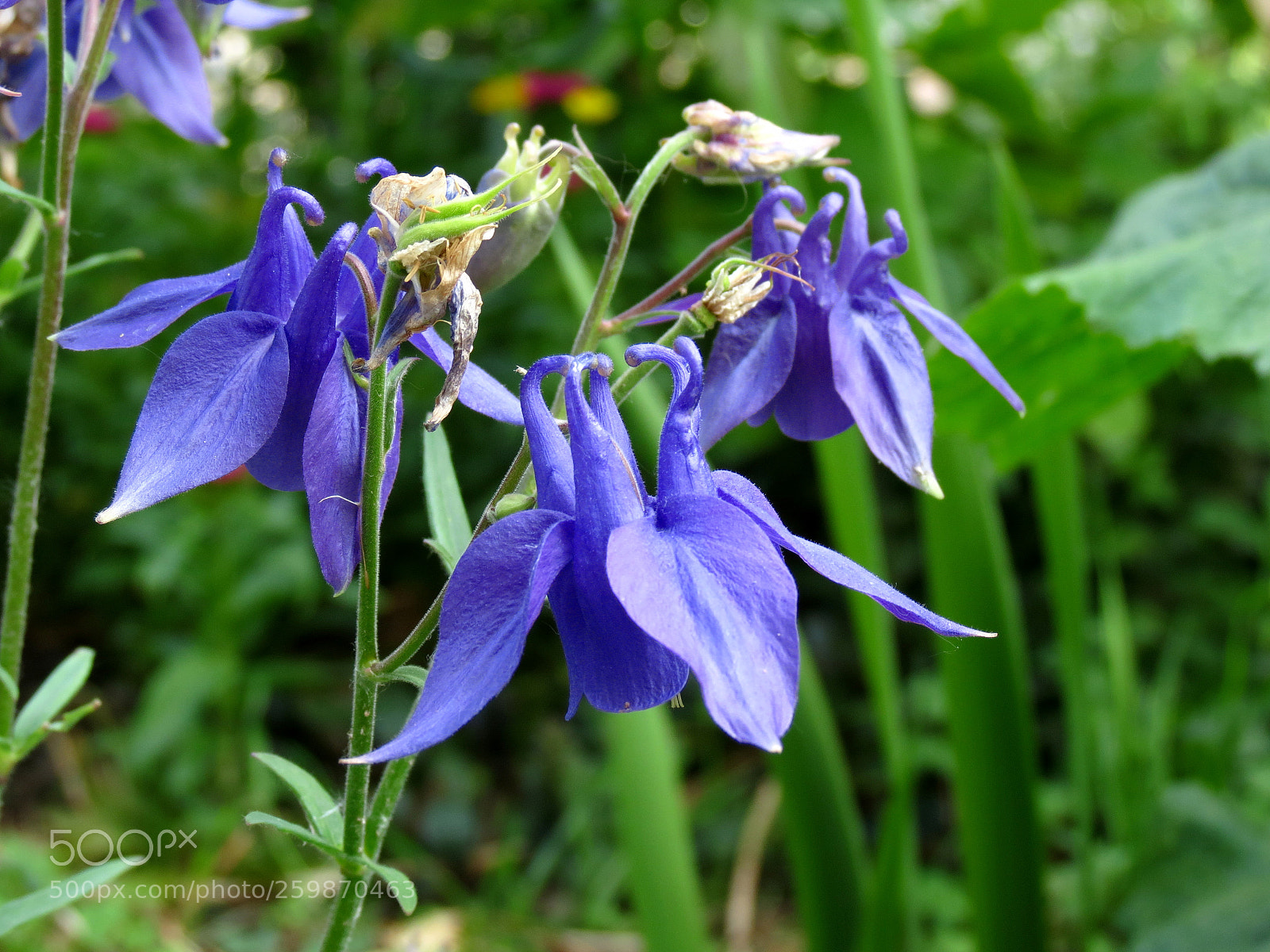 Canon PowerShot SX40 HS sample photo. Aquilegia vulgaris photography