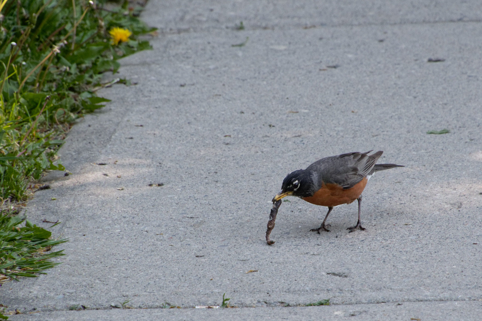 Tamron 16-300mm F3.5-6.3 Di II VC PZD Macro sample photo. Robin with lunch photography