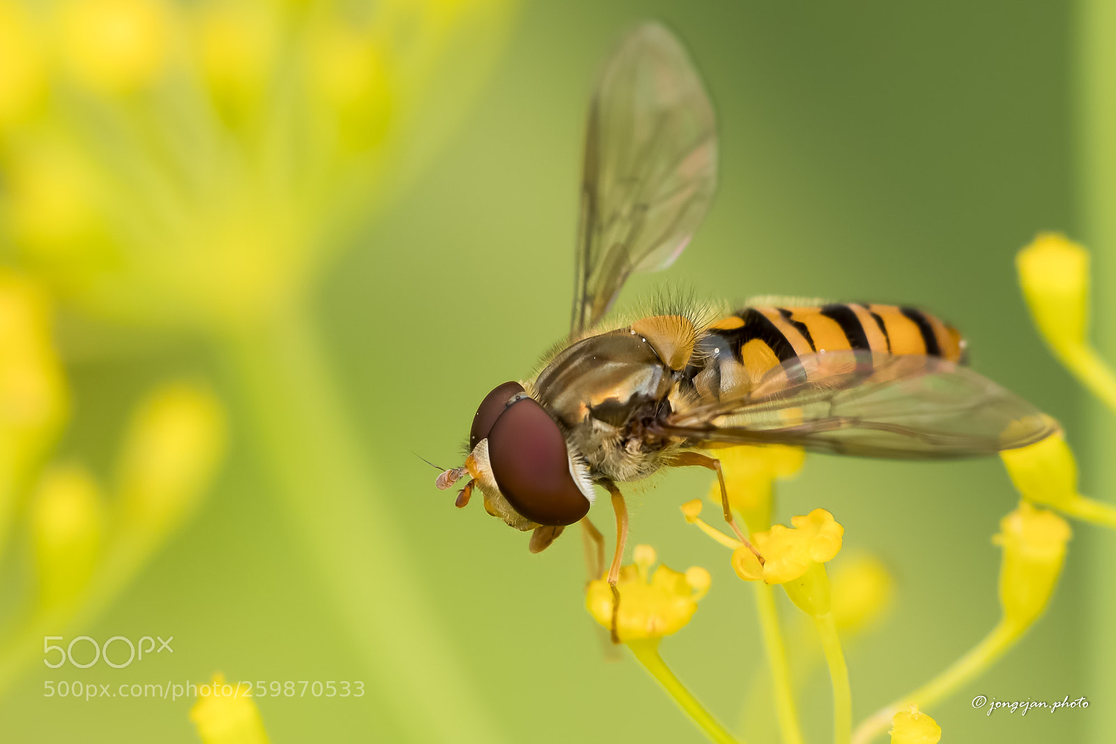 Pentax K-S2 sample photo. Hoverfly photography