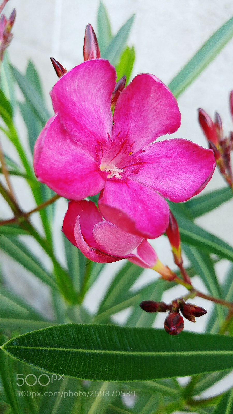 LG G5 sample photo. Simply natural... photography