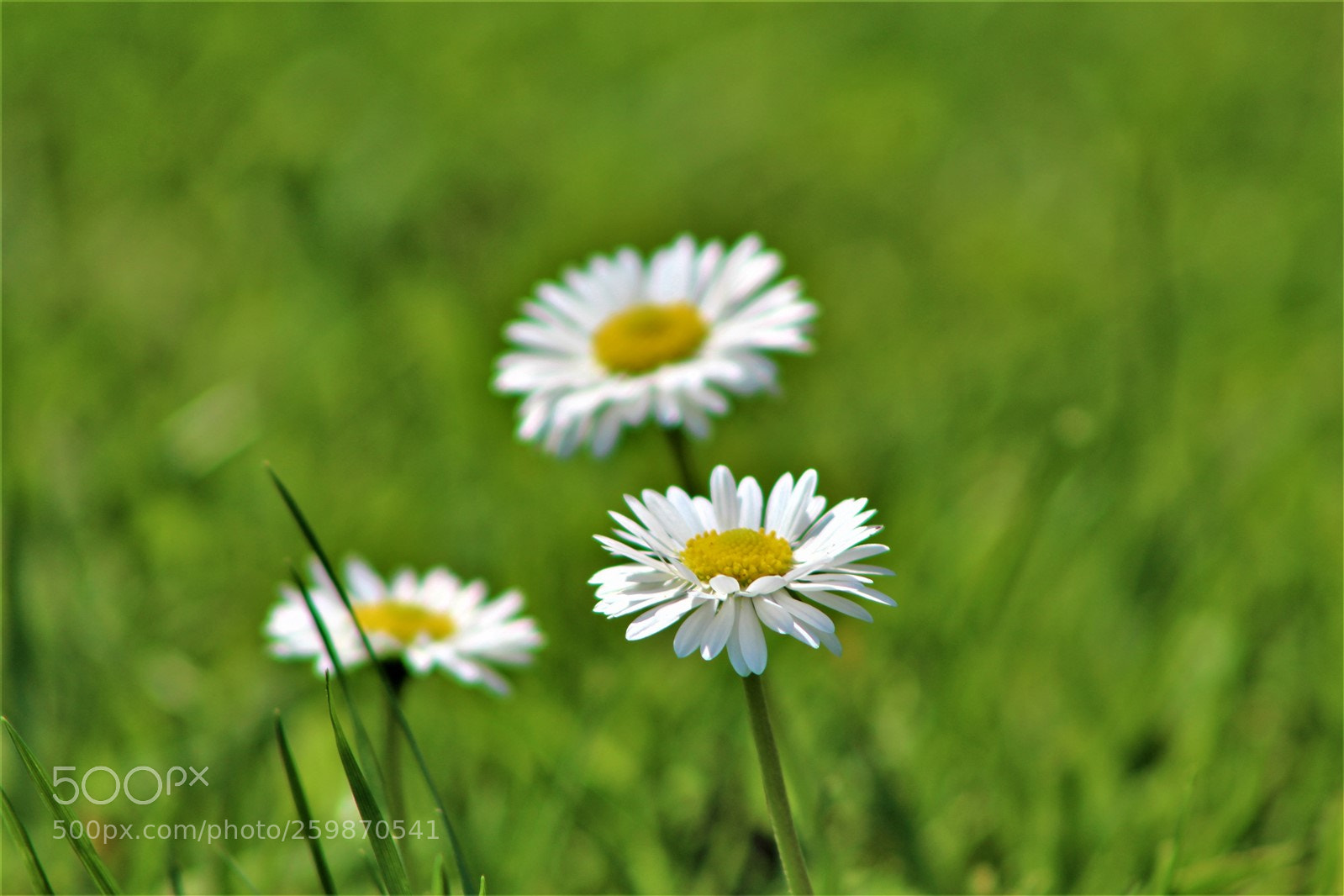 Canon EOS 600D (Rebel EOS T3i / EOS Kiss X5) sample photo. Img photography
