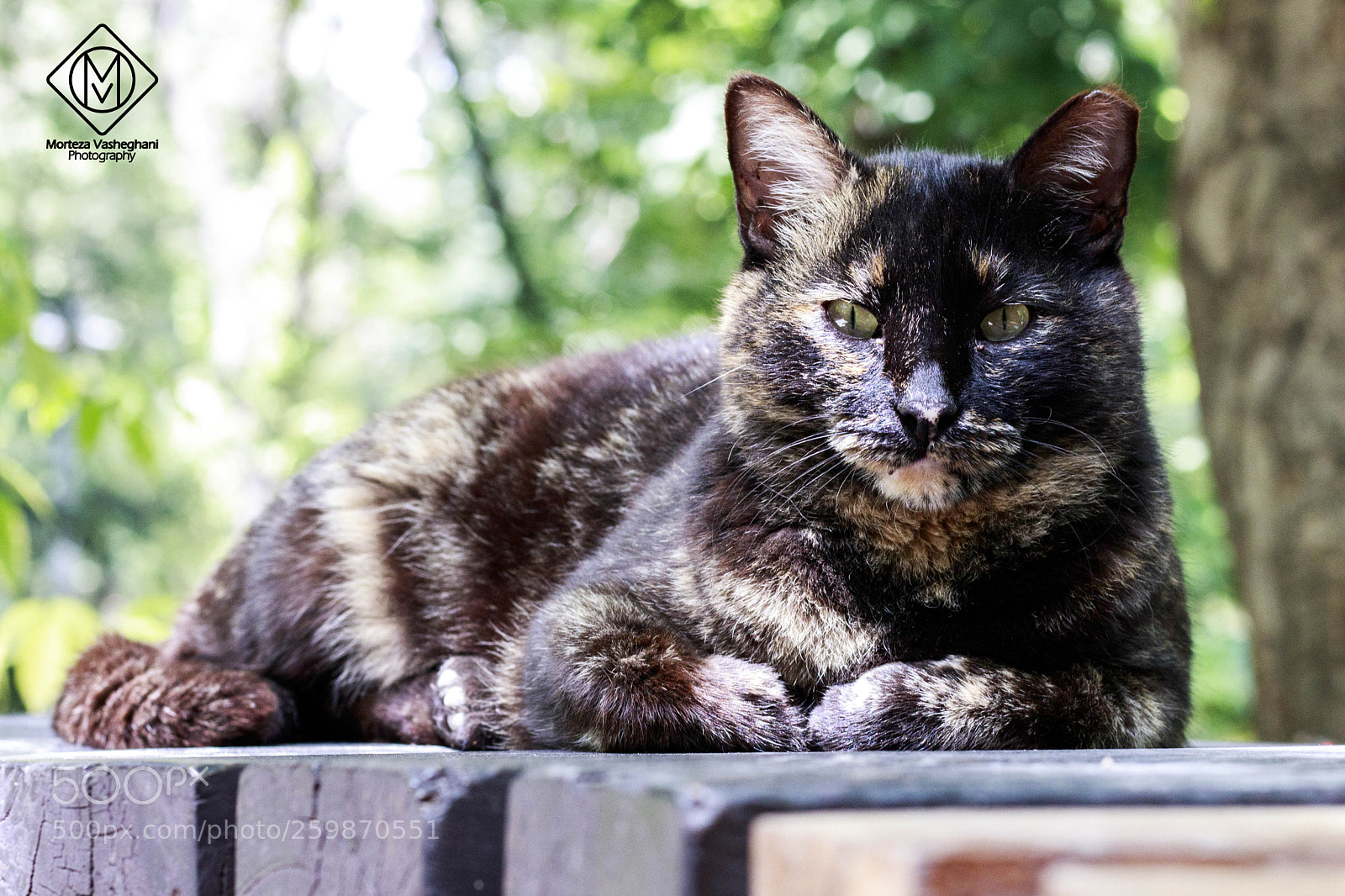 Canon EOS 80D sample photo. Hah?! photography
