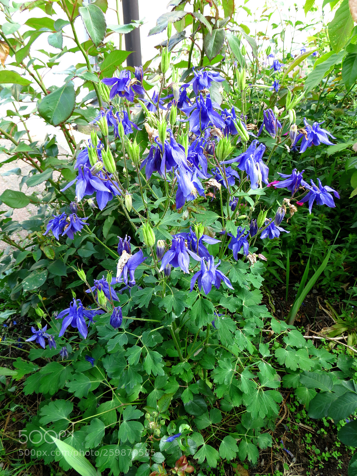 Canon PowerShot SX40 HS sample photo. Aquilegia vulgaris photography