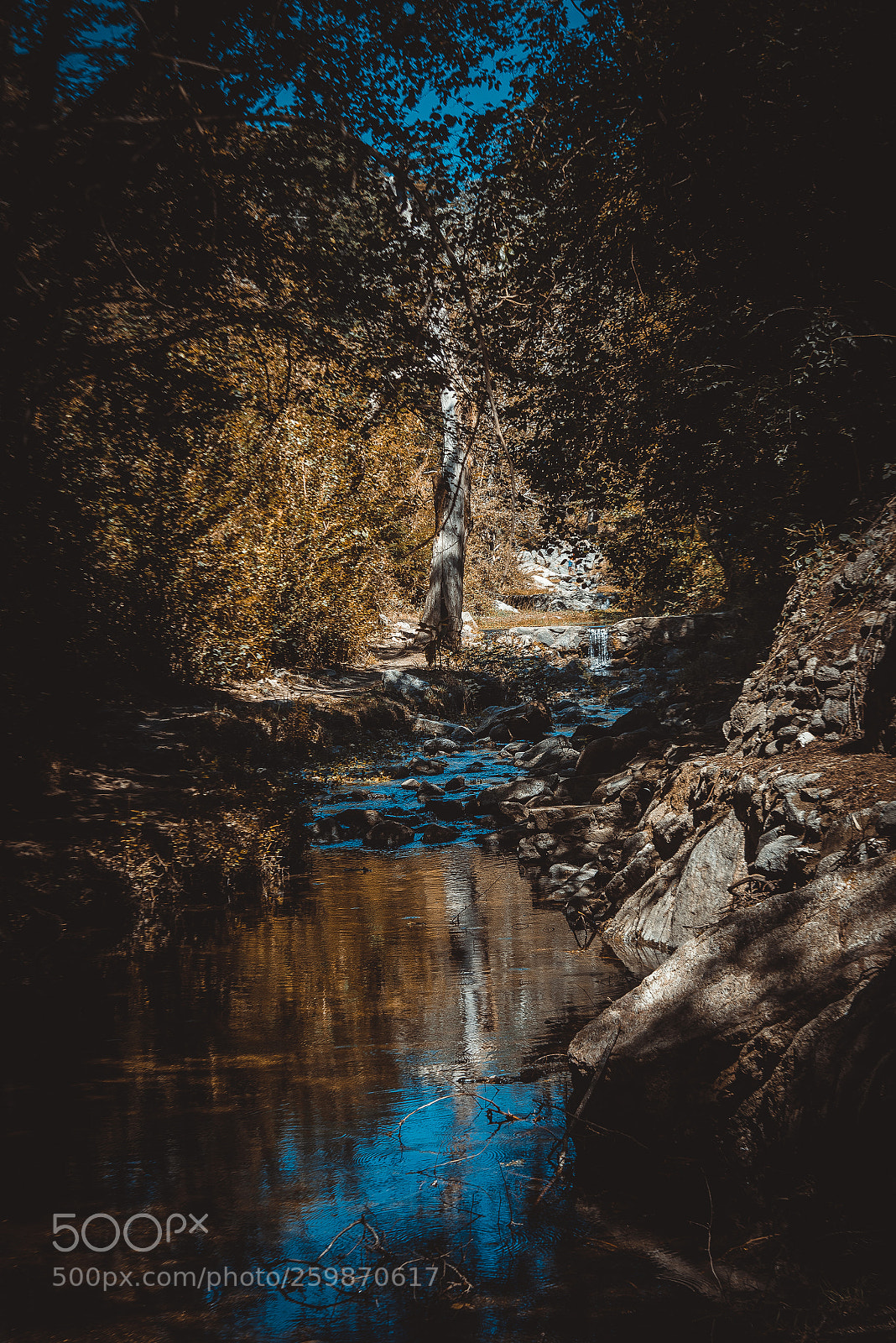 Nikon D750 sample photo. El árbol del arroyo photography