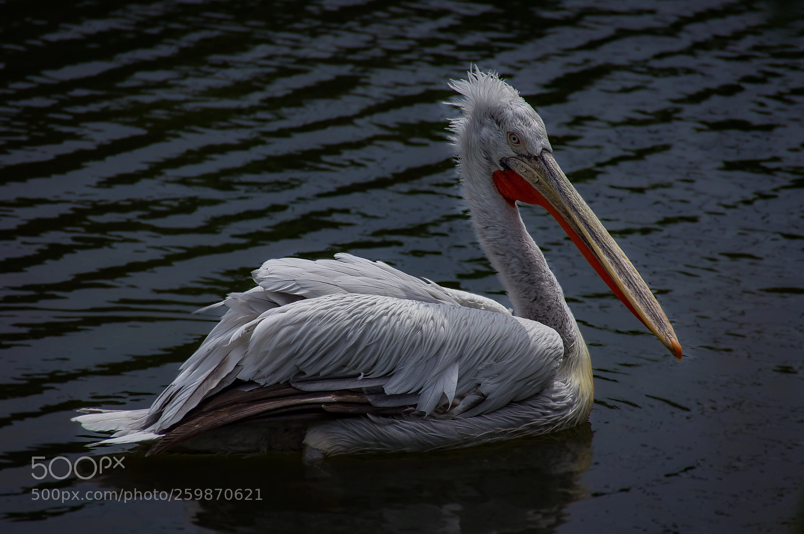 Sony SLT-A55 (SLT-A55V) sample photo. Pelican photography