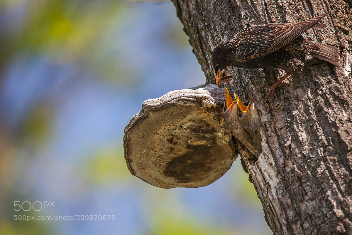 Canon EOS 5D Mark II sample photo. Nestlings photography
