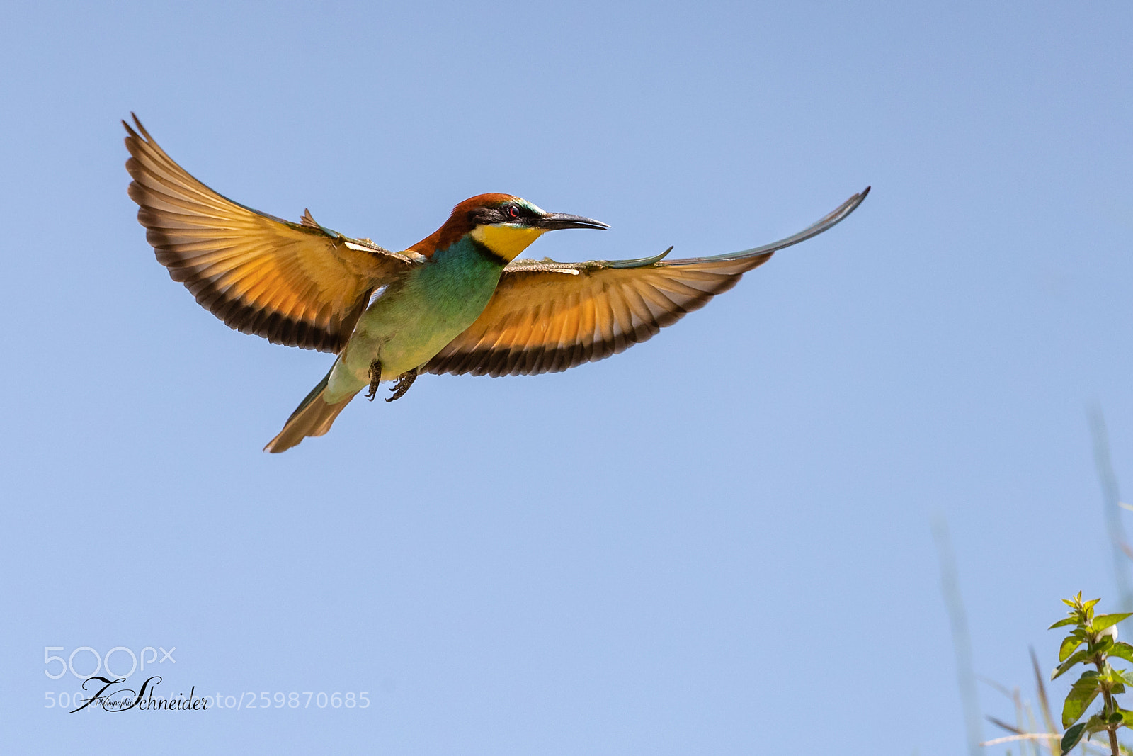 Canon EOS-1D X Mark II sample photo. European bee-eater landing photography