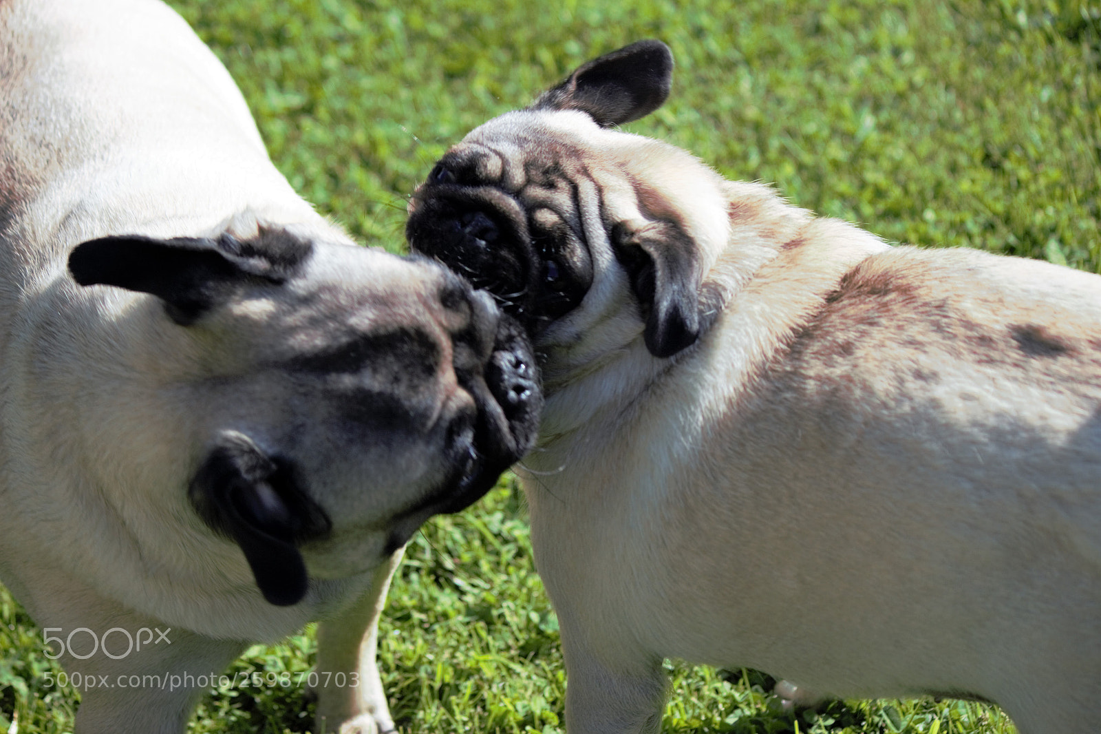 Canon EOS 700D (EOS Rebel T5i / EOS Kiss X7i) sample photo. Anna & tyson in love photography