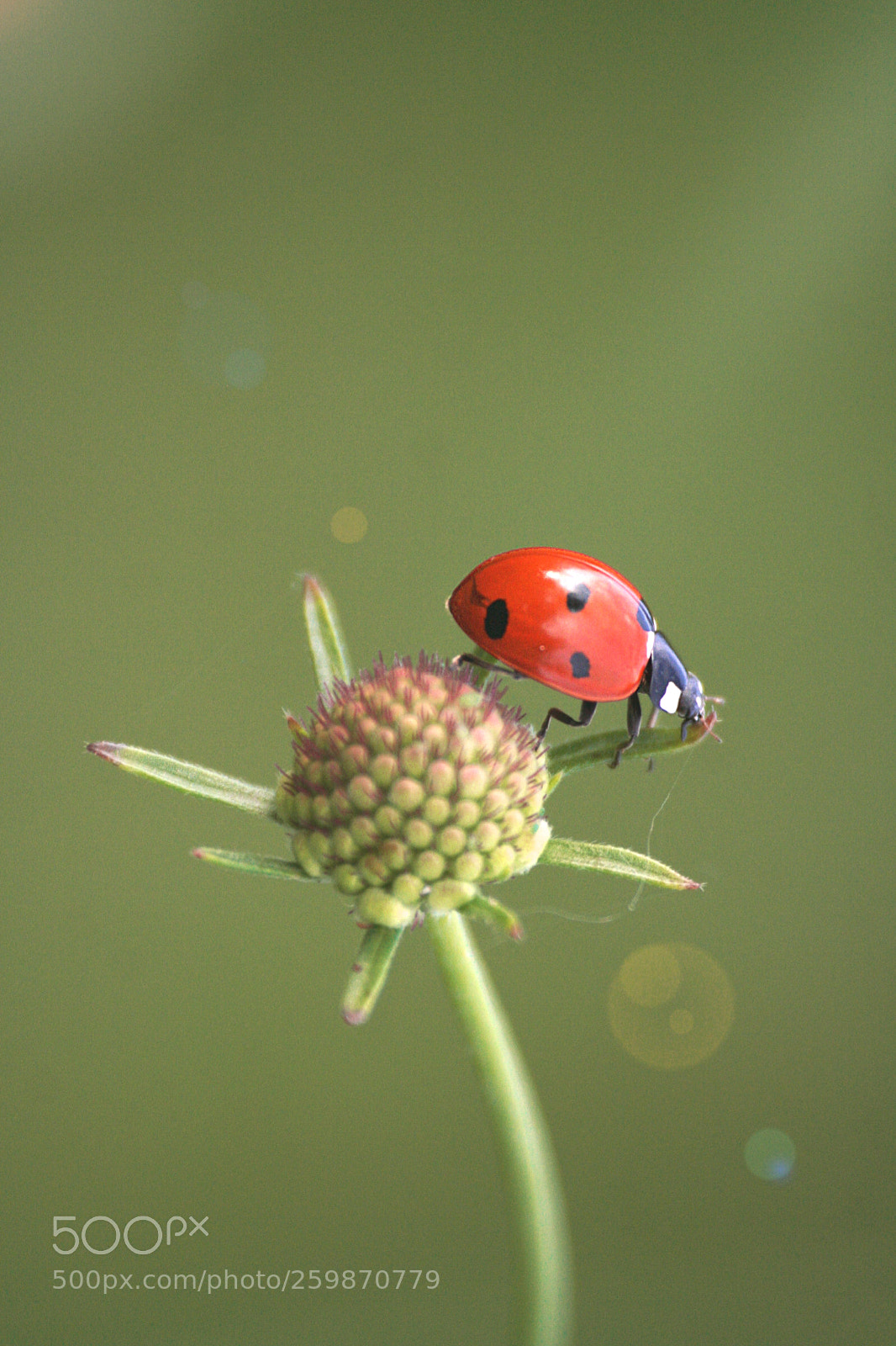 Canon EOS 350D (EOS Digital Rebel XT / EOS Kiss Digital N) sample photo. Ladybug spotted! photography
