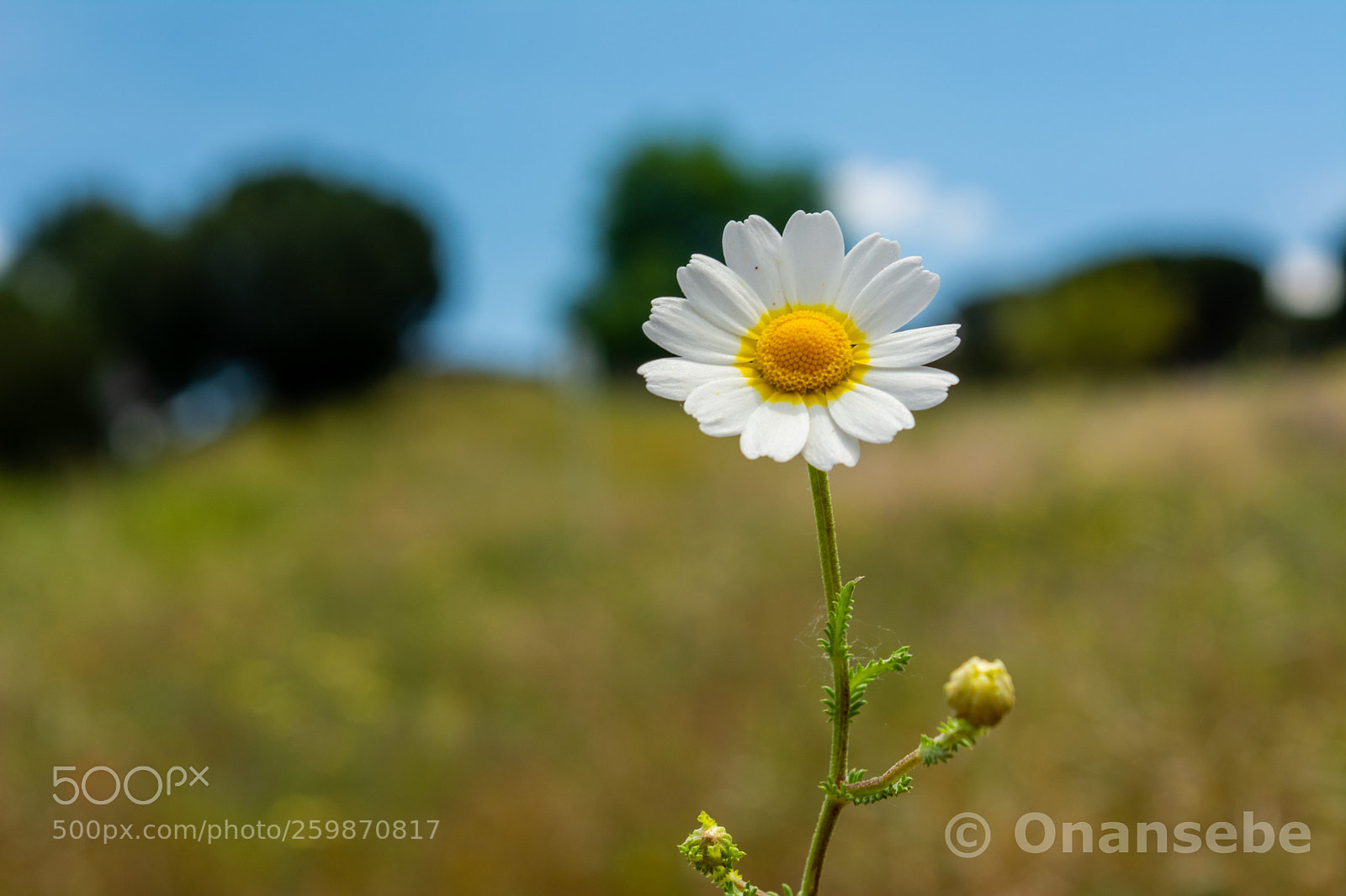Nikon D5200 sample photo. Flor photography