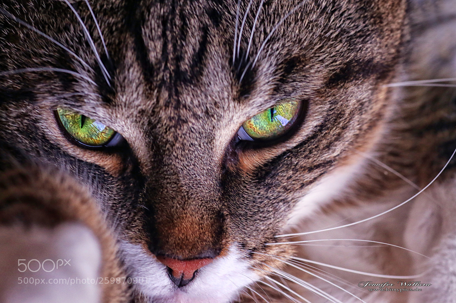 Canon EOS 6D sample photo. What do you mean photography