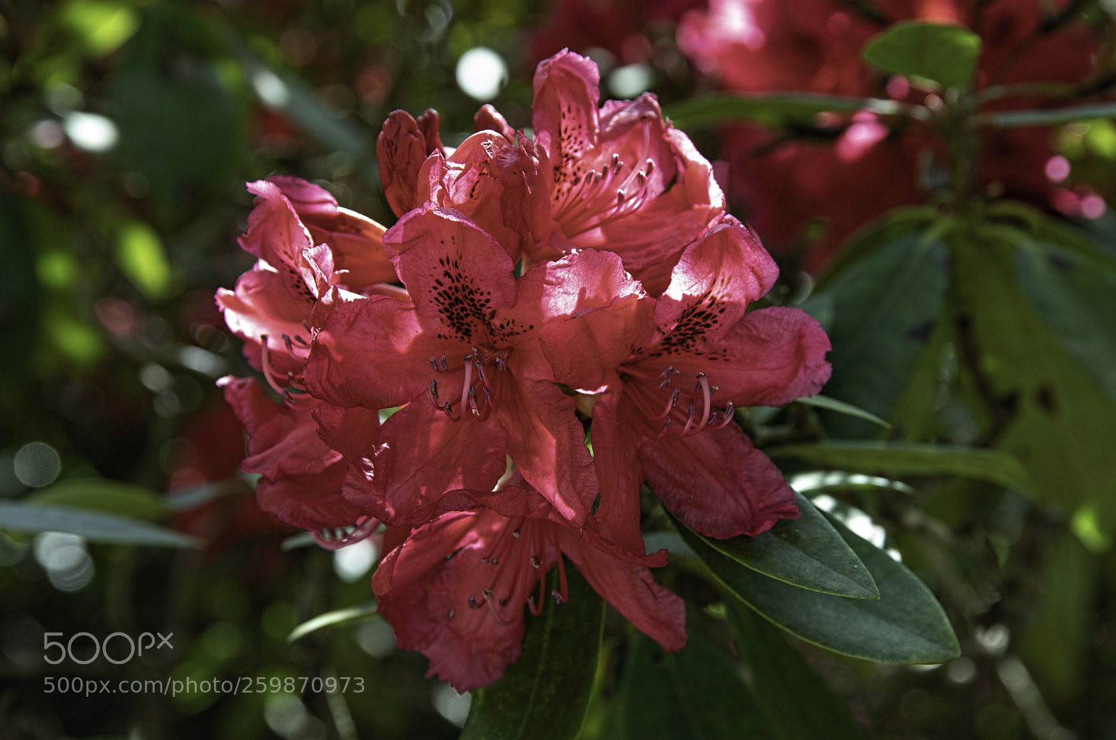 Canon EOS 5D Mark IV sample photo. Sunlit rhody photography