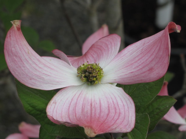 Canon PowerShot G10 sample photo. Pink dogwood photography