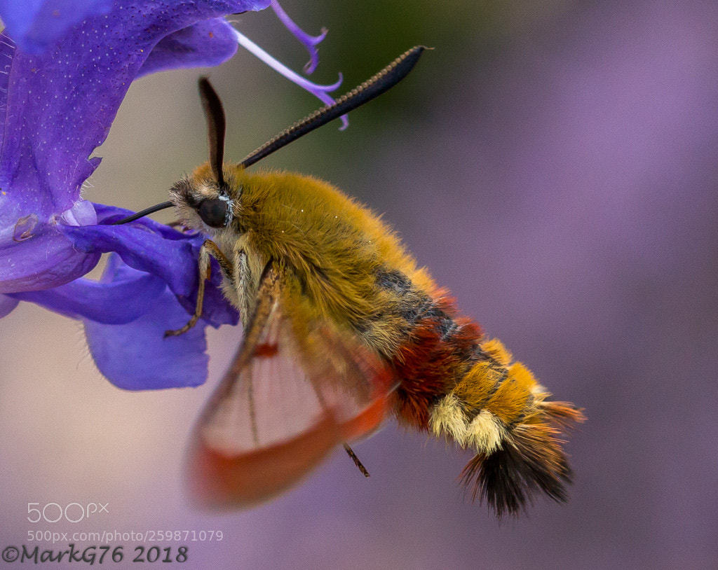 Canon EOS 70D sample photo. Broad-bordered bee hawkmoth (1) photography