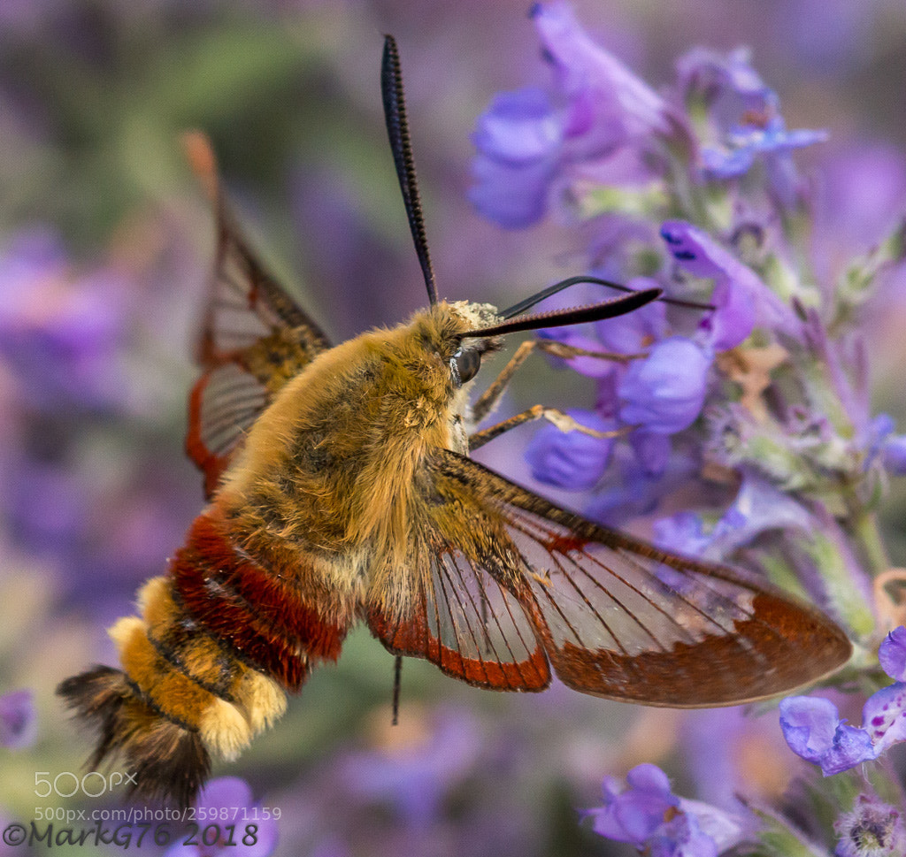 Canon EOS 70D sample photo. Broad-bordered bee hawkmoth (2) photography