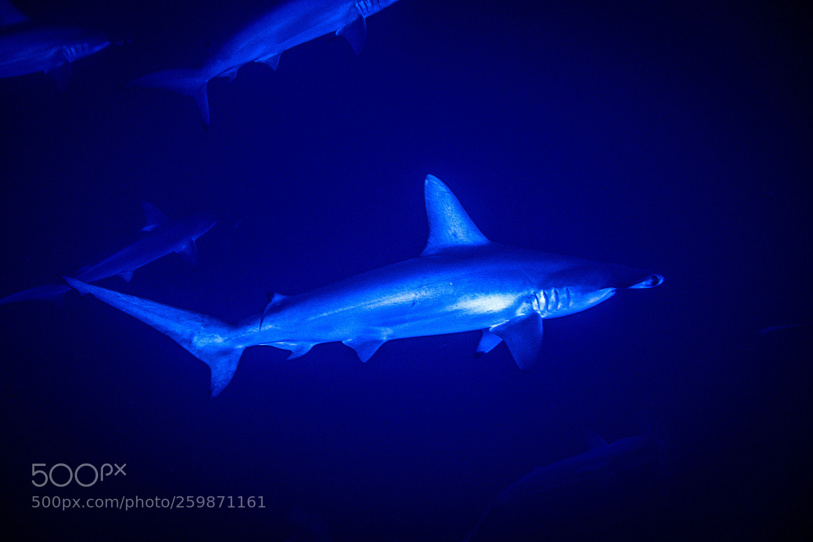 Sony Cyber-shot DSC-RX100 II sample photo. Hammerhead sharks in the photography