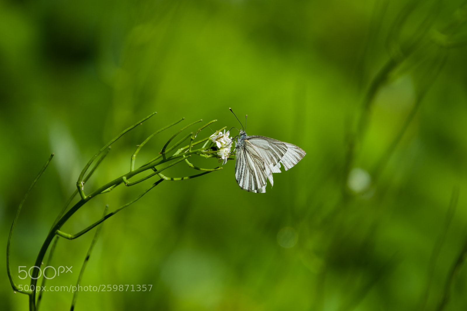 Fujifilm X-T2 sample photo. Wood white photography
