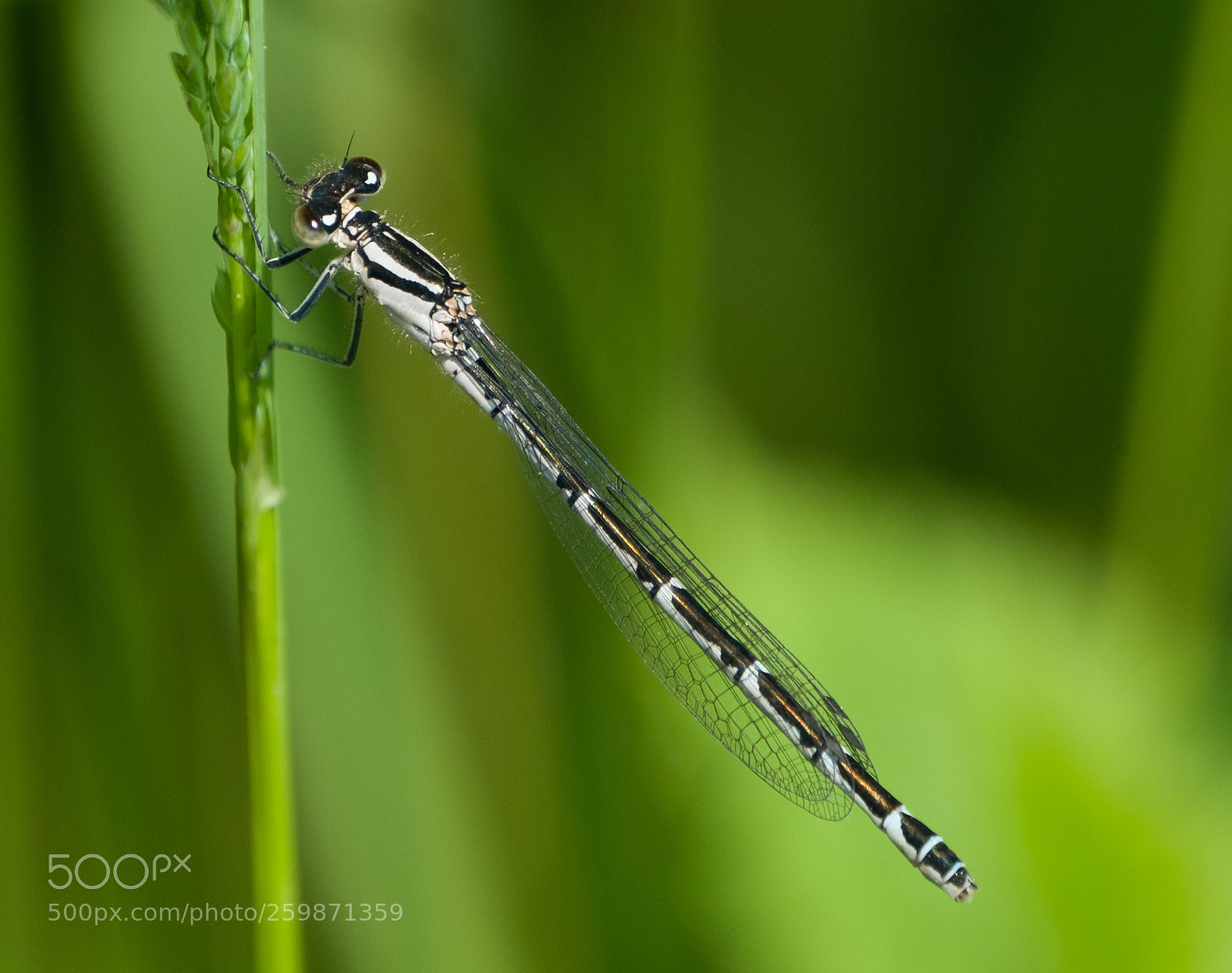 Fujifilm X-T2 sample photo. Damselfly photography