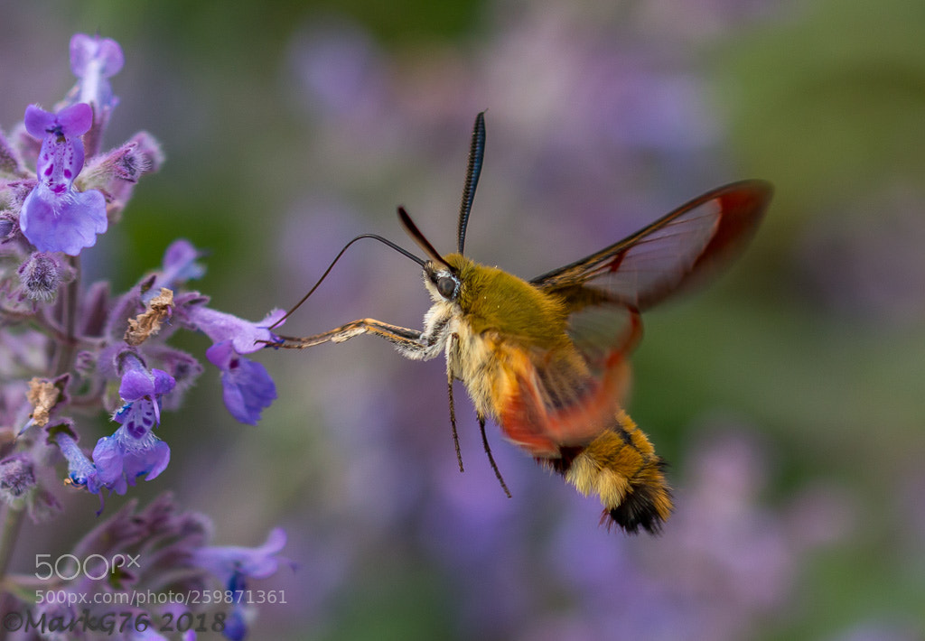 Canon EOS 70D sample photo. Broad-bordered bee hawkmoth (3) photography
