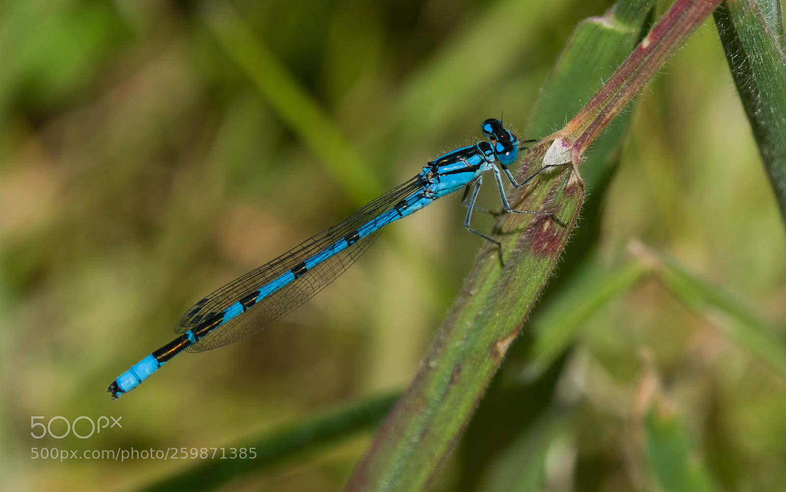 Fujifilm X-T2 sample photo. Common blue damselfly photography