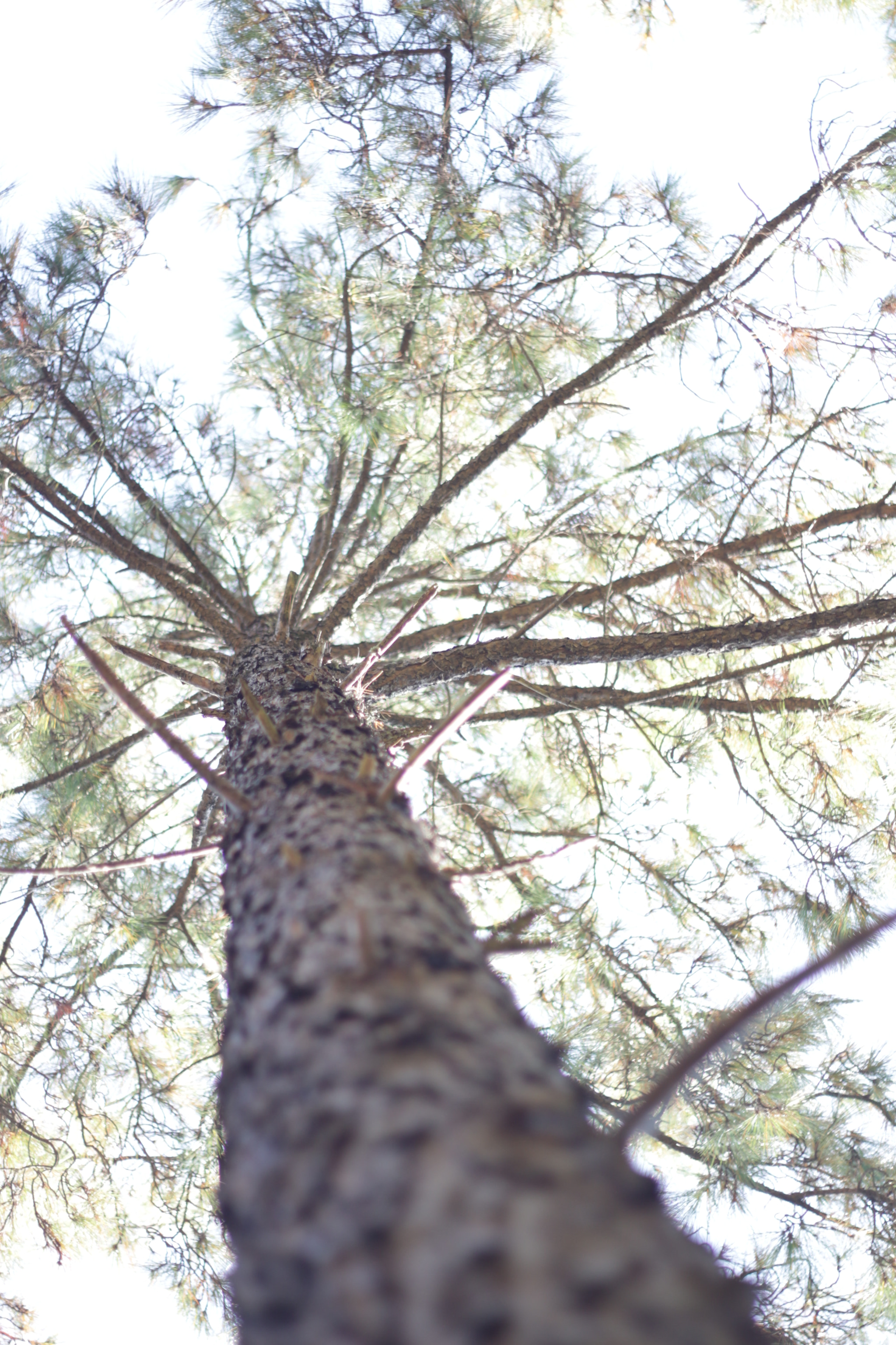 Canon EF 50mm f/1.8 sample photo. I photography
