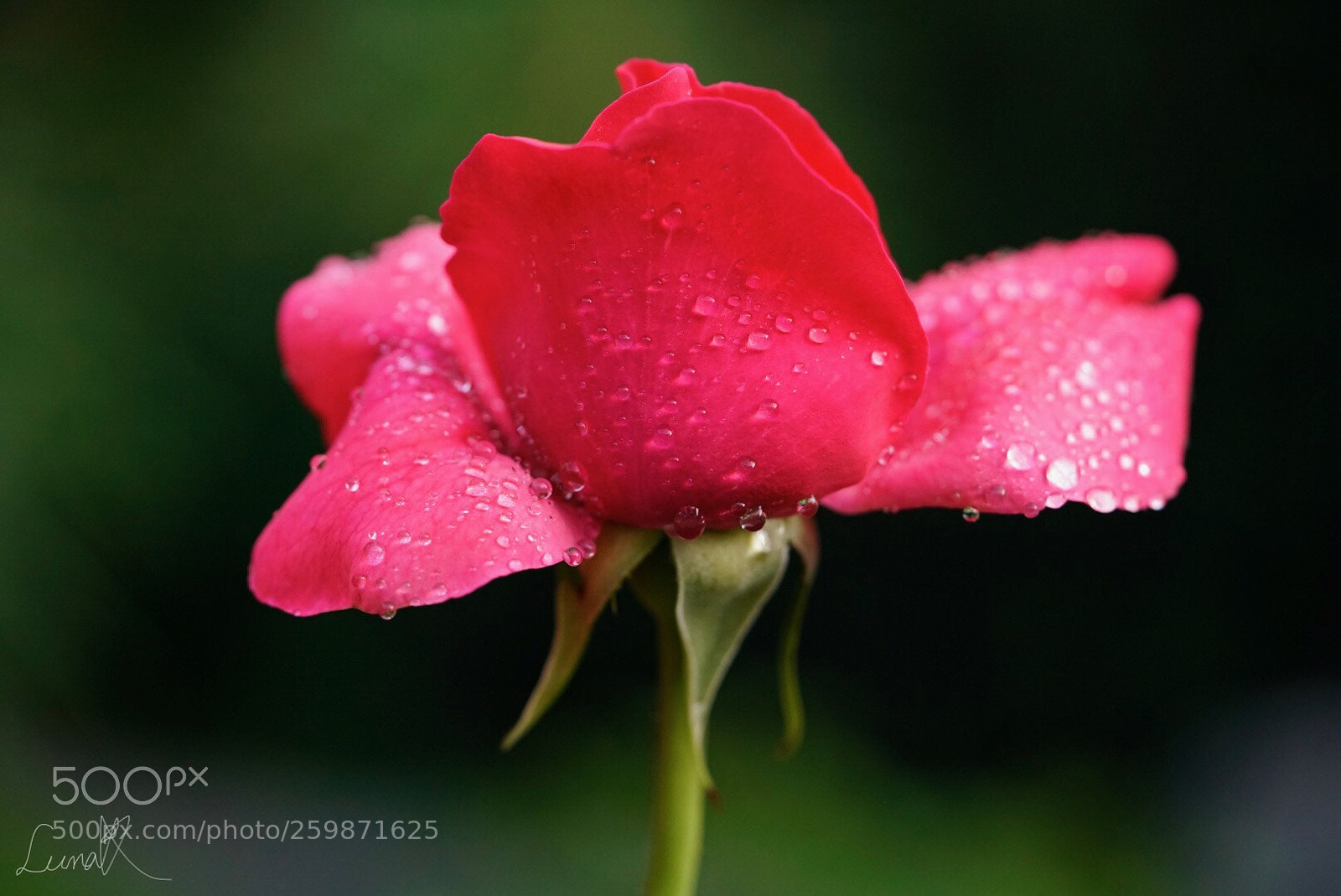 Sony a7R II sample photo. What is love? photography