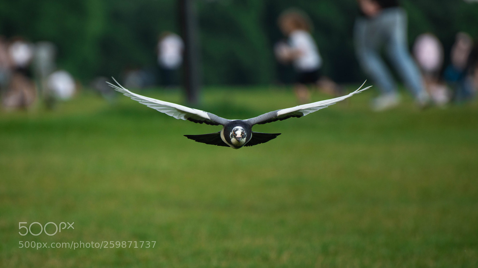 Nikon D850 sample photo. On the ground photography