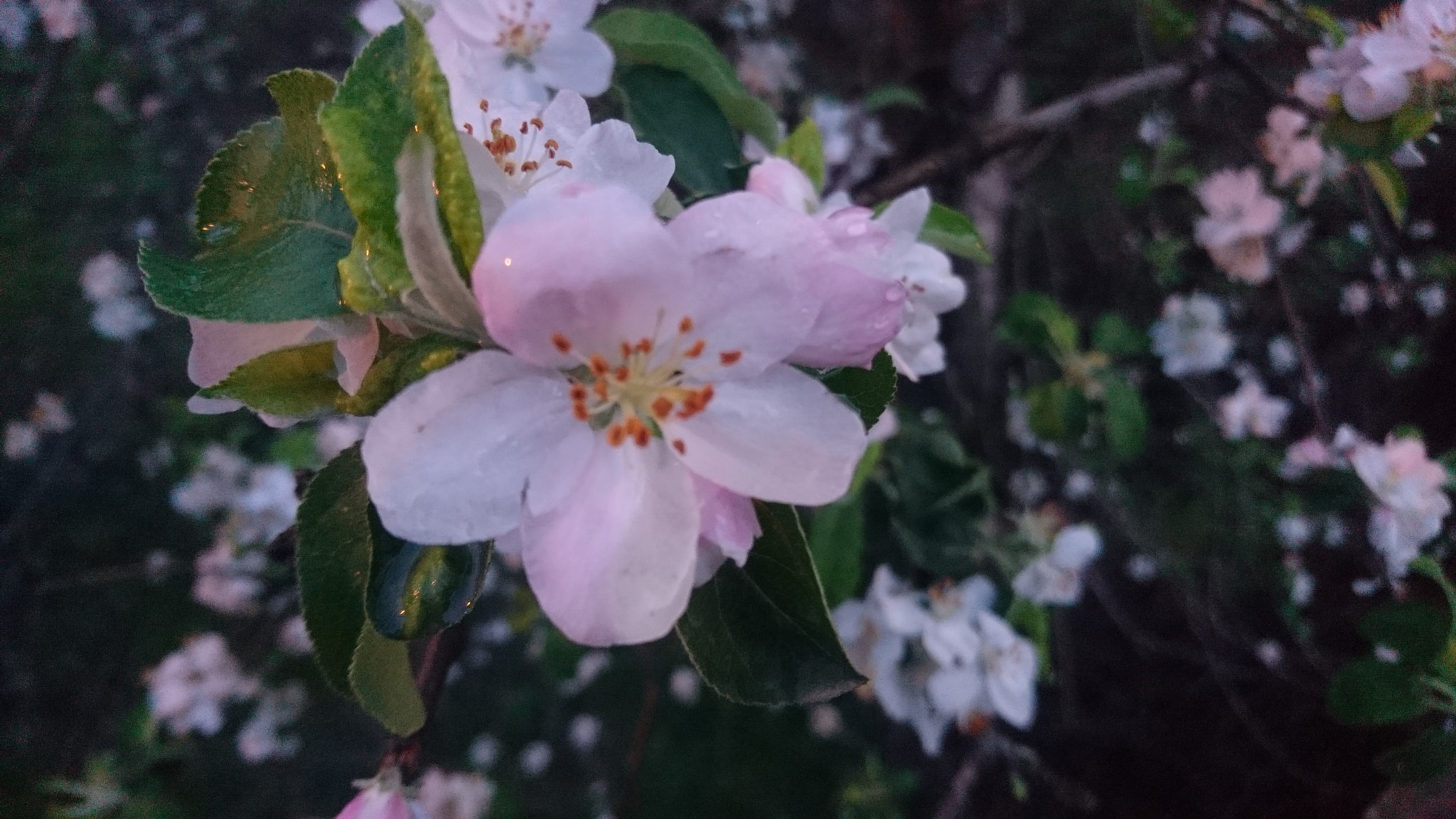Sony Xperia X sample photo
