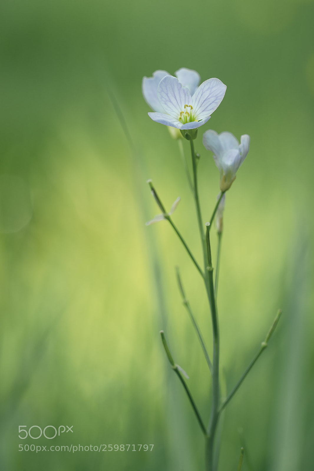 Sony a7 II sample photo. Floral dream photography