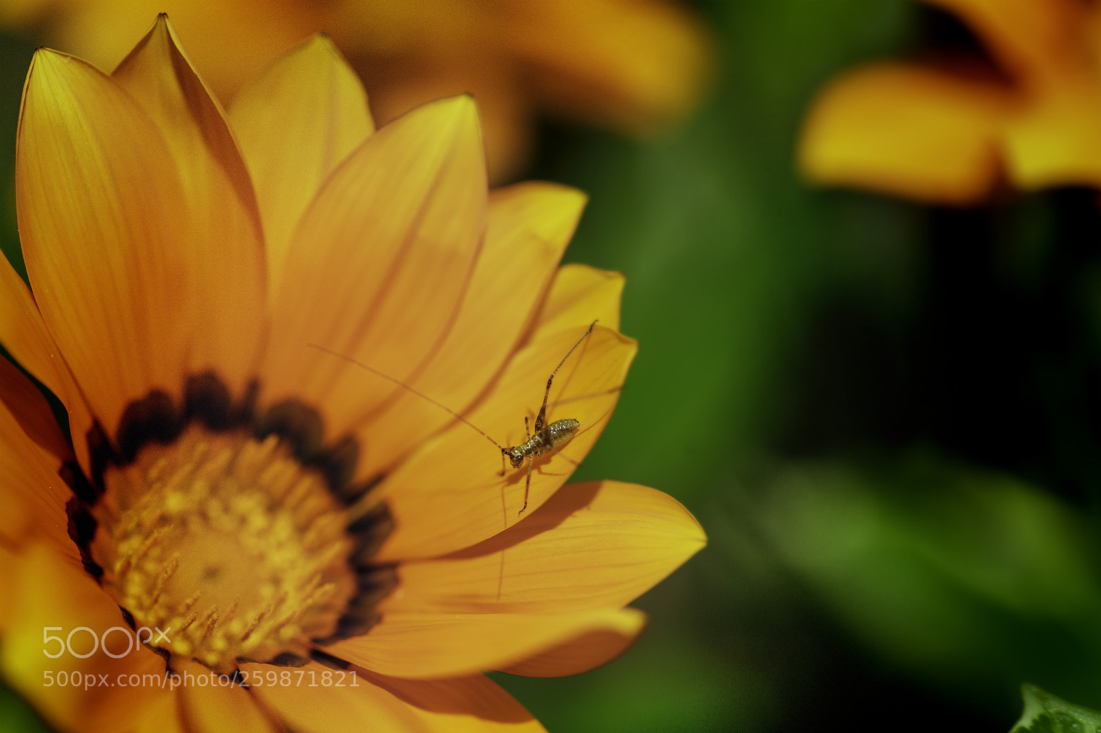 Nikon D850 sample photo. Insect on the flower photography