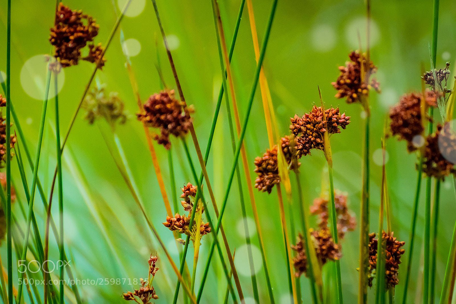 Nikon D5300 sample photo. Rushes on the shore photography