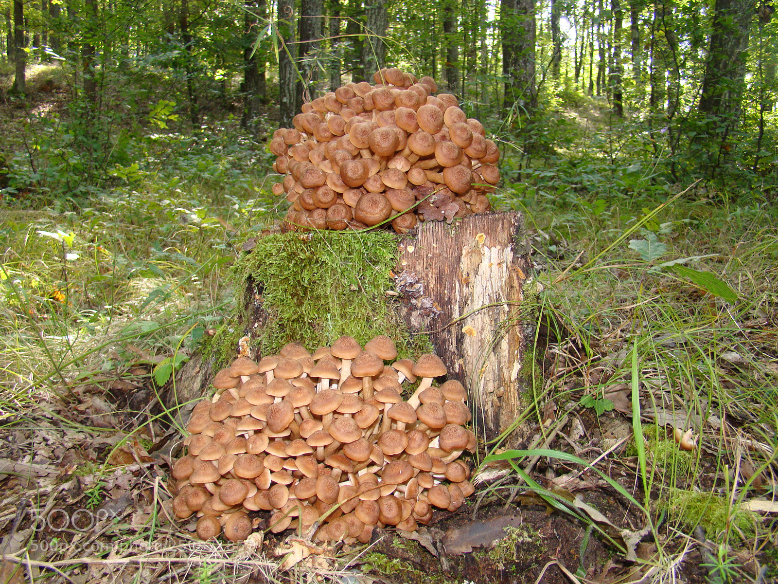 Sony Cyber-shot DSC-H50 sample photo. Ghebe mushrooms growing on photography